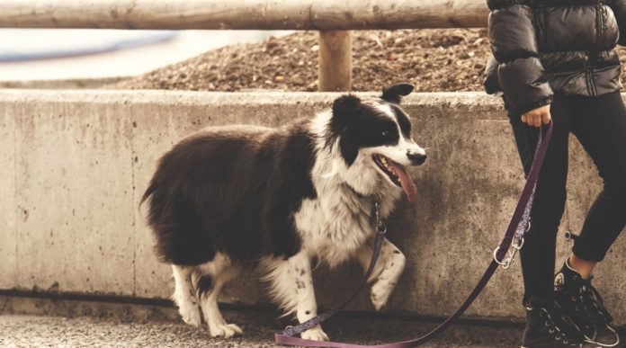 Tips for Buying a Best Dog Leash