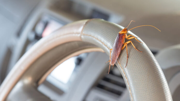 How to Get Rid of Roaches in your Car