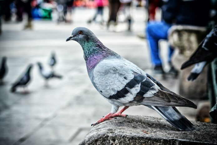 Are They Long-term Solutions for Pigeon Population