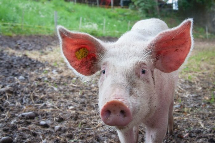 How to Treat Pigs the Right Way during Farming