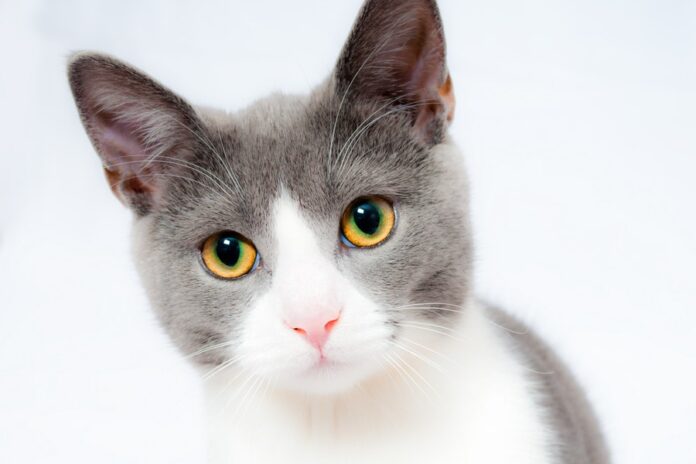 What are the Primary Steps to Take When Your Cat’s Eye is Infected