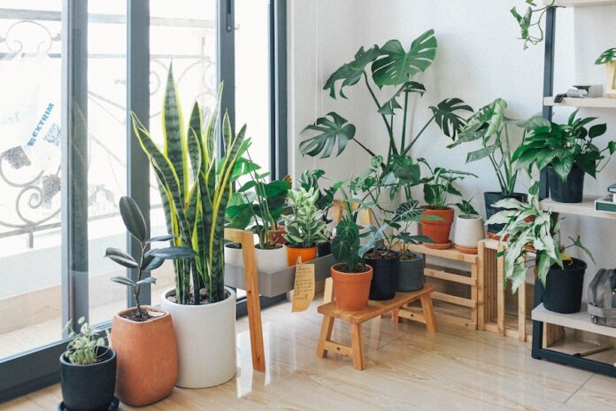 Benefits Of Indoor Plants For Fighting Depression